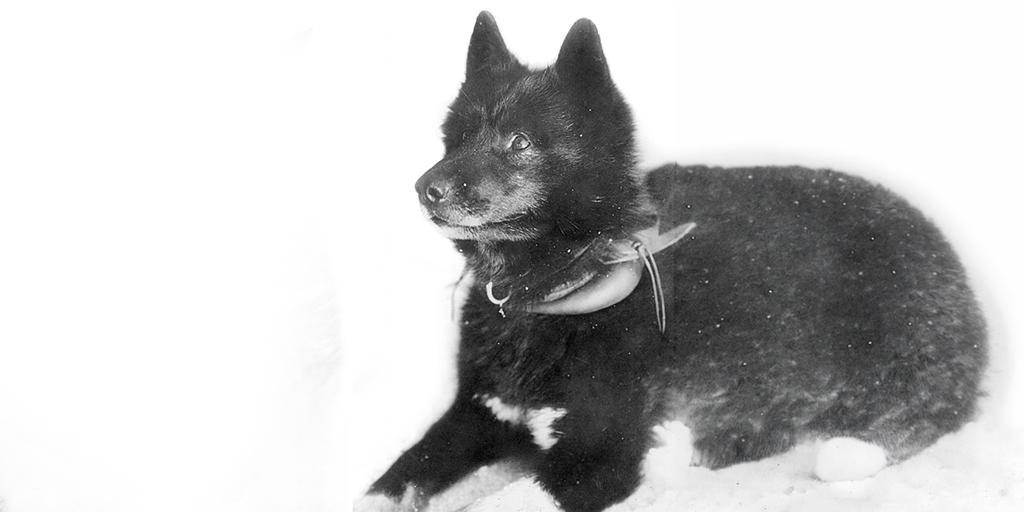 balto2.jpg (149 KB)
