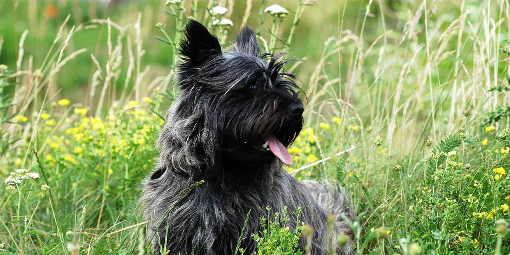 skyeterrier1.jpg (720 KB)