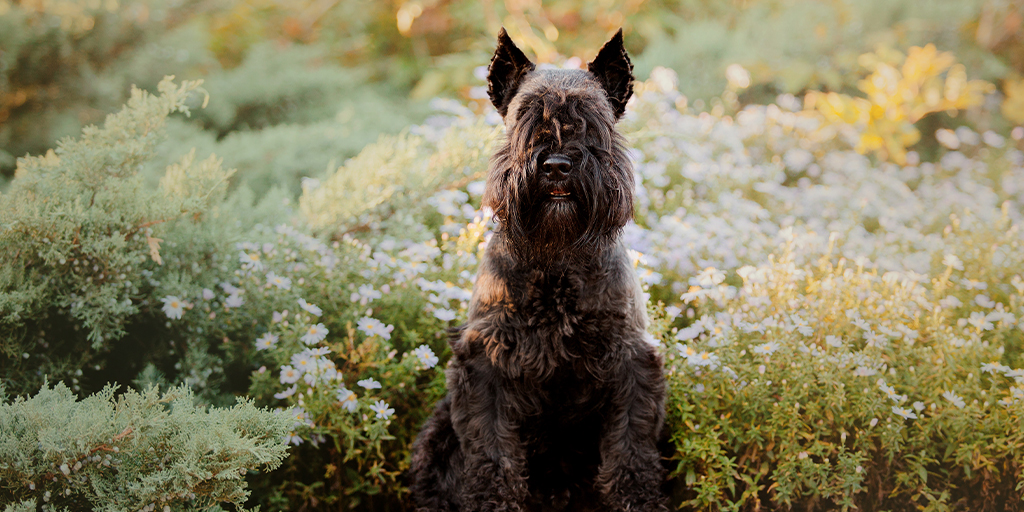 skyeterrier2.jpg (548 KB)