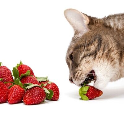 Kedilerde Gıda Alerjisi, Belirtileri ve Tedavisi 