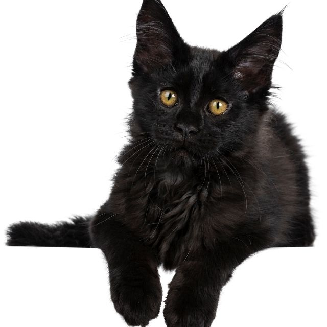 27 Ekim Dünya Kara Kediler Günü Kutlu Olsun!