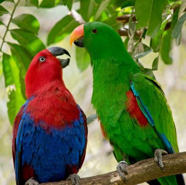 En Çok Bilinen Papağan Türleri ve Özellikleri