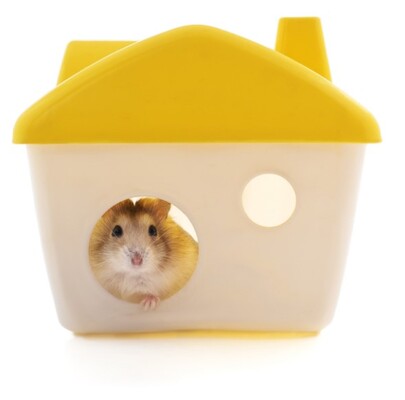 Hamsterım İçin Hangi Oyuncakları Almalıyım?