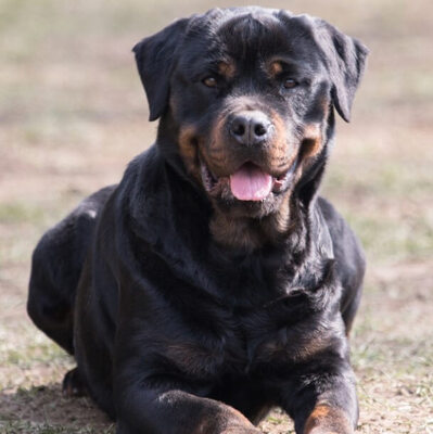 Rottweiler Özellikleri ve Bakımı 