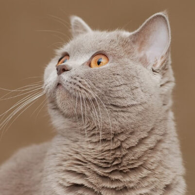 British Shorthair Kedisi Özellikleri ve Bakımı