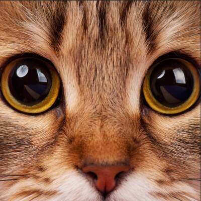 Kedilerde Göz Hastalıkları ve Belirtileri