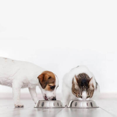 Kedi ve Köpek Mamaları Neden Taze Olmalı?