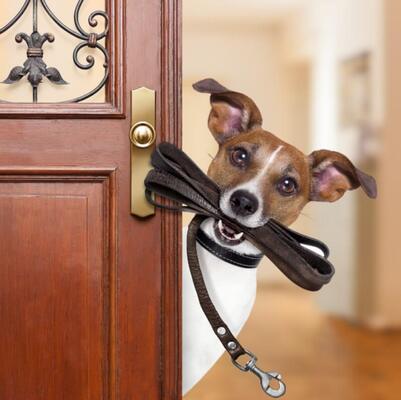 Köpek Tasma Çeşitleri ve Kullanımı
