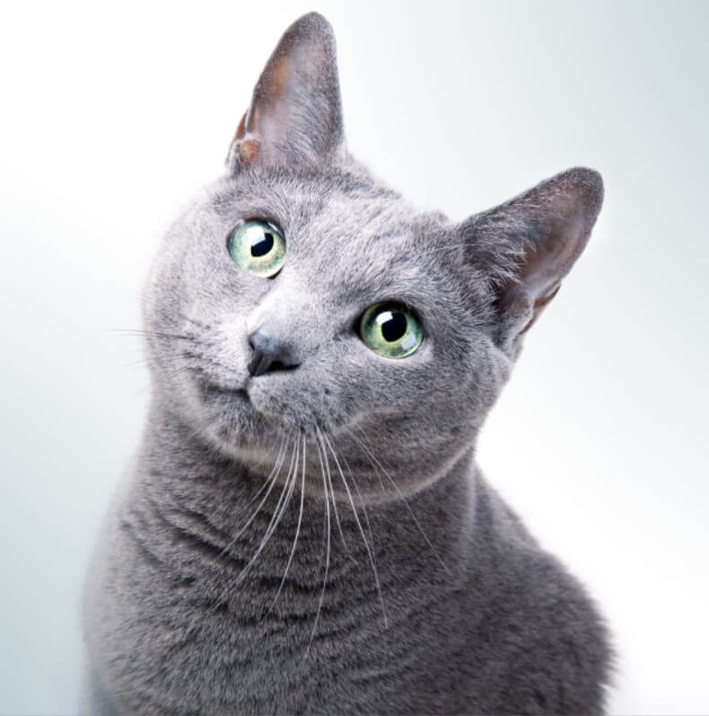 Mavi Rus Kedisi Russian Blue Ozellikleri Ve Bakimi Pet Ihtiyac