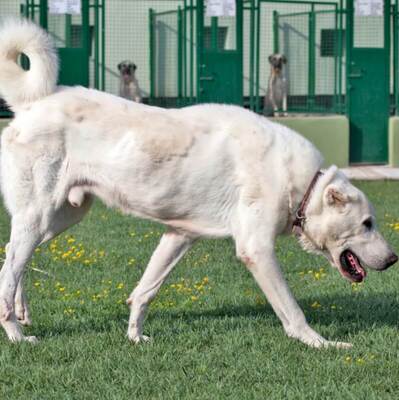 Akbaş Çoban Köpeği Özellikleri ve Bakımı