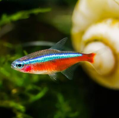 Neon Tetra Balığı Özellikleri ve Bakımı