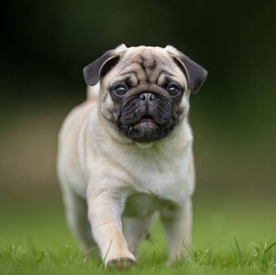 Pug Köpek Irkı Özellikleri ve Bakımı 