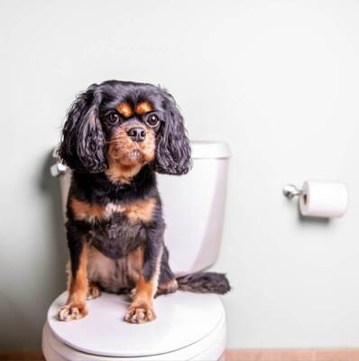 Köpeklere Tuvalet Eğitimi Vermenin En Etkili Yolları