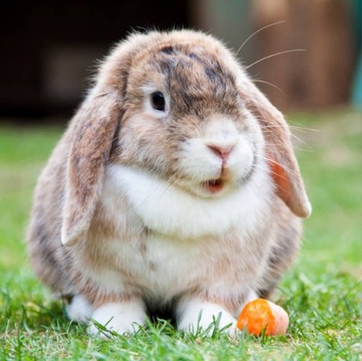 Tavşan Davranışları ve Anlamları Nelerdir?