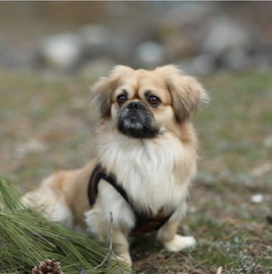 Pekinez (Pekingese) Özellikleri ve Bakımı