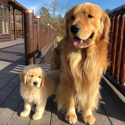 Golden Retriever Bakımı ve Özellikleri