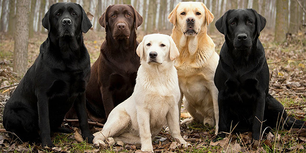 Labrador Retriever Bakımı ve Özellikleri