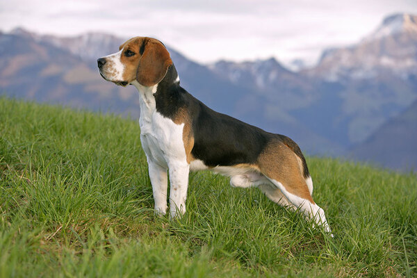 Beagle Özellikleri ve Bakımı