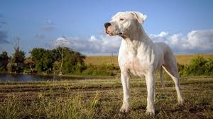 Dogo Argentino Özellikleri ve Bakımı