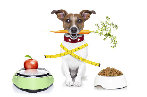Köpeğinizin Severek Yiyeceği 10 Köpek Vitamini