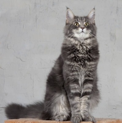 Maine Coon Kedisi Özellikleri ve Bakımı