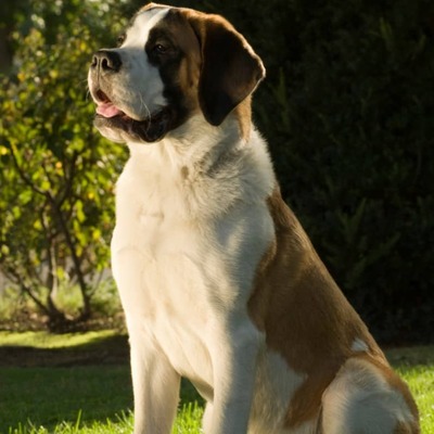 Saint Bernard Köpek Irkı Özellikleri ve Bakımı