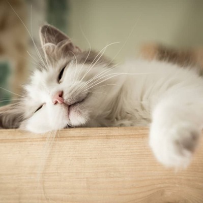 Kediler Neden Sahipleriyle Uyumak İsterler?