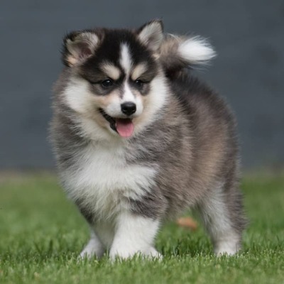 Pomsky Köpek Irkı Özellikleri ve Bakımı