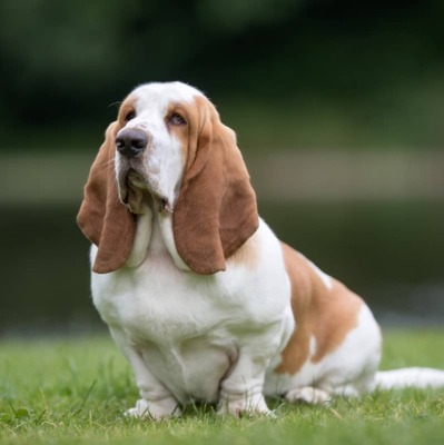 Basset Hound Köpek Irkı Özellikleri ve Bakımı