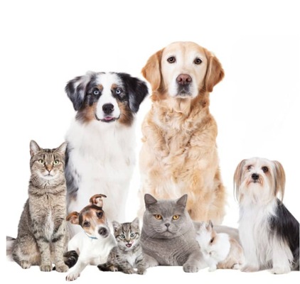 Kedilerle En İyi Geçinen Köpek Irkları