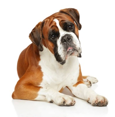Boxer Köpek Irkı Özellikleri ve Bakımı