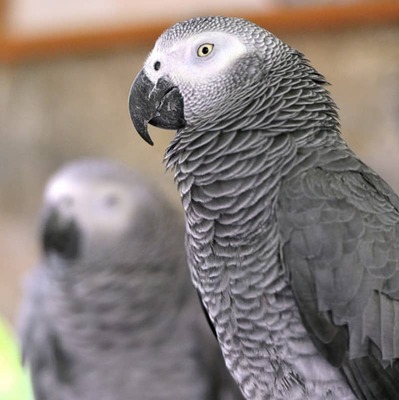 Jako Papağanı Özellikleri ve Bakımı