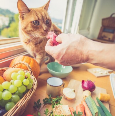 Kedilerin Yememesi Gereken Yiyecekler
