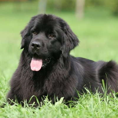 Newfoundland Köpek Irkı Özellikleri ve Bakımı