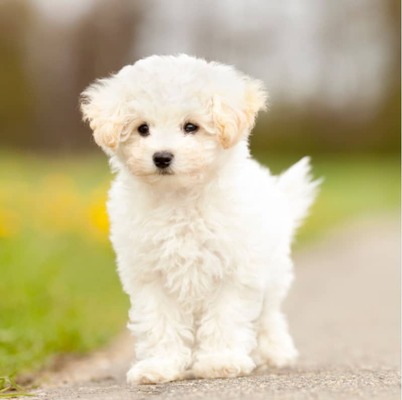 Maltese Terrier Kopek Irki Ozellikleri Ve Bakimi Pet Ihtiyac Blog