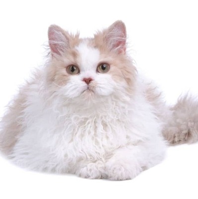 Selkirk Rex Kedi Irkı Özellikleri ve Bakımı