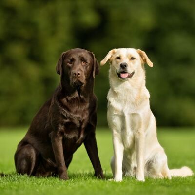 En Akıllı Köpek Cinsleri Hangileridir?