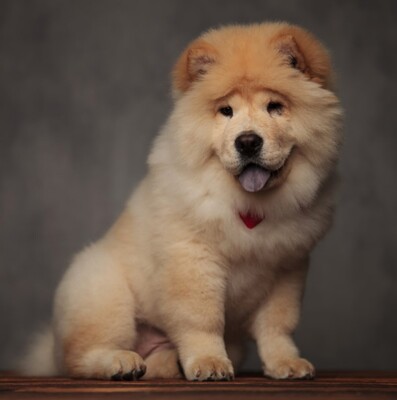Chow Chow Köpek Irkı (Çin Aslanı) Özellikleri ve Bakımı