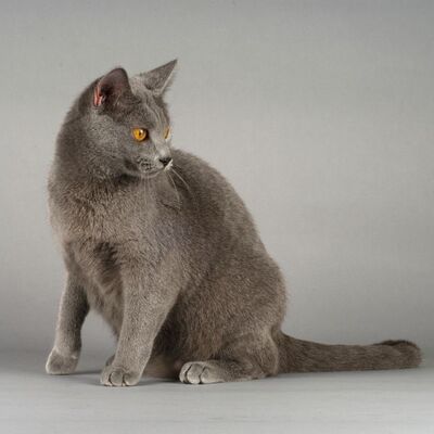 chartreux kedisi ozellikleri ve bakimi pet ihtiyac blog