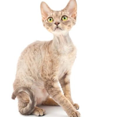 Devon Rex Kedi Irkı Özellikleri ve Bakımı