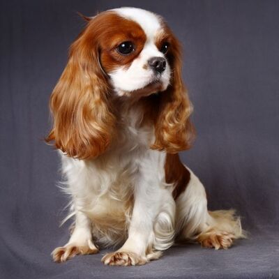 Cavalier King Charles Spaniel Köpek Irkı Özellikleri ve Bakımı