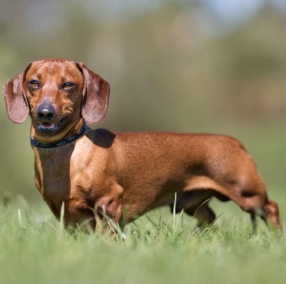 Sosis Köpek (Dachshund) Köpek Irkı Özellikleri ve Bakımı