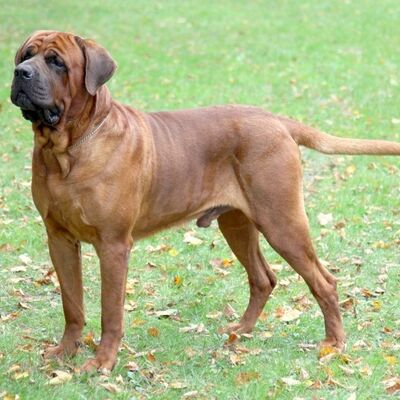 Bandogge Mastiff Kopek Irki Ozellikleri Ve Bakimi Pet Ihtiyac