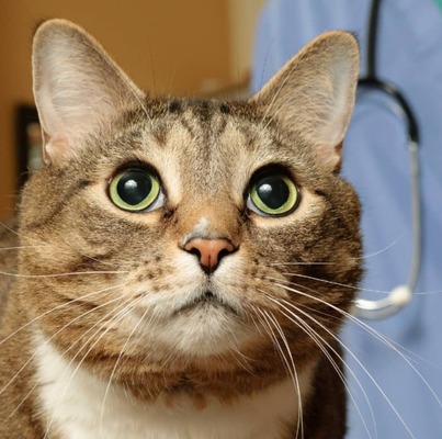 Kedileri Veteriner Hekime Götürürken Dikkat Edilmesi Gerekenler
