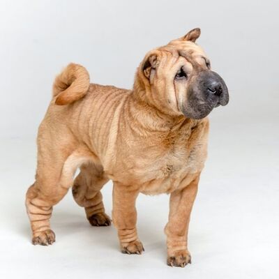 Chinese Shar-Pei Köpek Irkı Özellikleri ve Bakımı