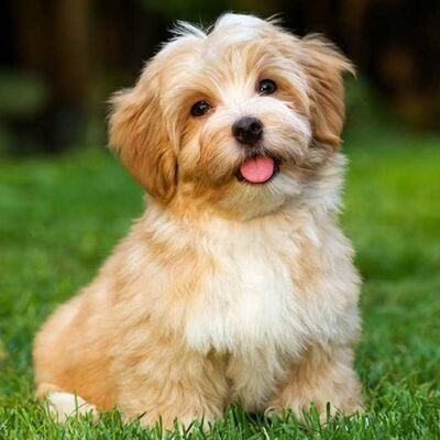 Havanese Cuban Bichon Köpek Irkı Özellikleri ve Bakımı