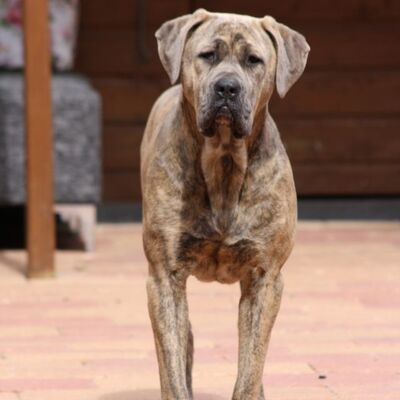 Beslenmesi Yasak Olan Köpek Irkları 