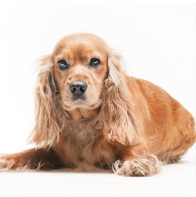 İngiliz Cocker Spaniel Köpek Irkı Özellikleri ve Bakımı