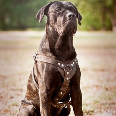 Cane Corso İtaliano Köpek Irkı Özellikleri ve Bakımı