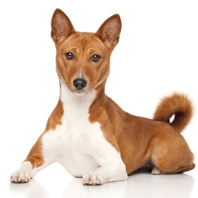 Basenji Köpek Irkı Özellikleri ve Bakımı 